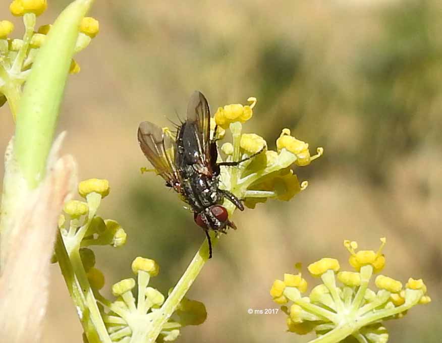 Rhinophoridae:  Stevenia cfr. deceptoria